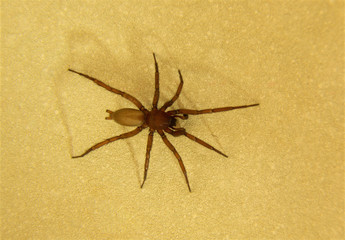 Interesting spider family Gnaphosidae
