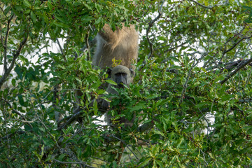 Junger Affe in einem Baum in Südafrika frisst Beeren