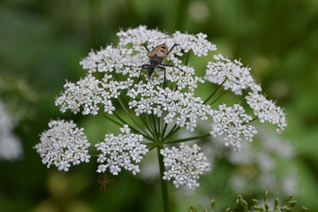 Pachyta quadrimaculata on a flower in the Park