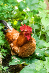 One beautiful rooster in the green grass
