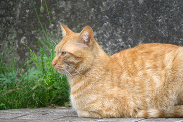 香箱座り 茶トラ猫