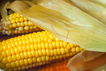 boiled corn on cobs © pfongabe33