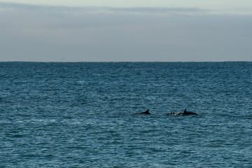 Gliding Dolphins
