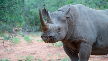 Naklejka premium schwarzes Nashorn im afrikanischen Busch