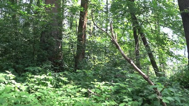Durch den Urwald