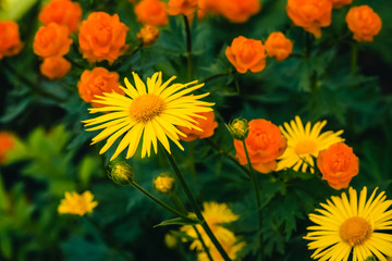 Beautiful arnica close up grow on background of warm globeflowers with copy space. Bright yellow fresh plants with orange center in macro on green and fairy background. Medicinal plants.