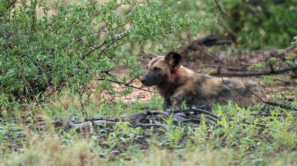 Afrikanische Wildhunde in Südafrika