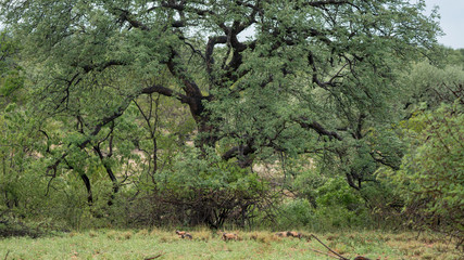 Ein Rudel afrikanischer Wildhunde in Südafrika