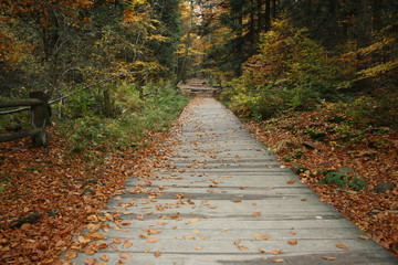 Jesień w górskim lesie © Monika