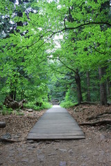 Drewniany chodnik przez las, szlak pieszy, Góry Świętokrzyskie