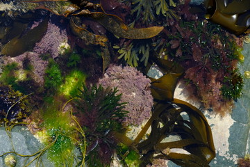 colorful seaweed