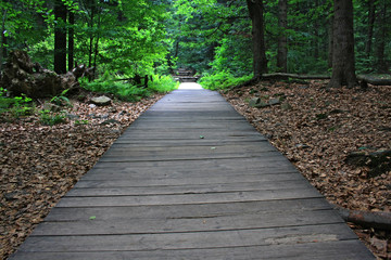 Path through a forest lined with planks, fir forest, Świętokrzyskie Mountains