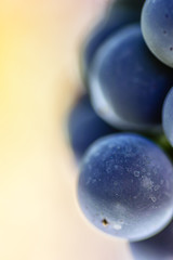 Berryes of ripe black grapes in the vineyard