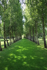 Fototapeta premium Birch alley