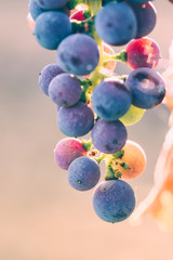 Bunch of colorful grapes in the rays of the pink sun on the vineyard. Close-up