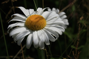 Biały, polny kwiat