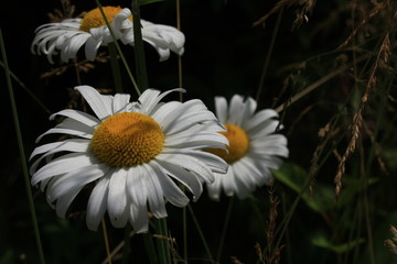 Białe kwiaty © Monika