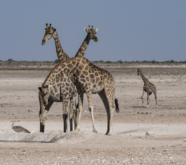 Obraz na płótnie Canvas Family of Giraffes