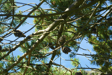Pine cones