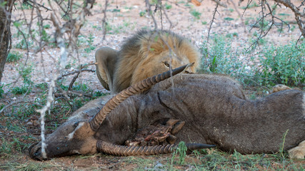 Löwe frisst einen Wasserbock in Afrika
