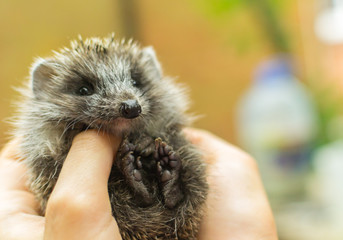 hedgehog on hand