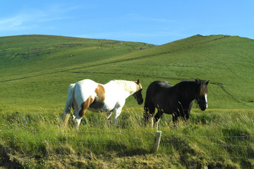 Horses in Ireland