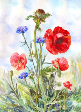 Watercolor painting with red poppies and blue cornflowers on a meadow