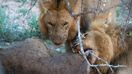 Löwe frisst einen Wasserbock in Afrika