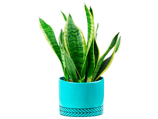Sansevieria ou langue de belle mère verte en pot