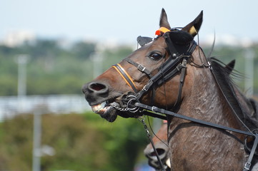 Fototapeta premium cheval de courses
