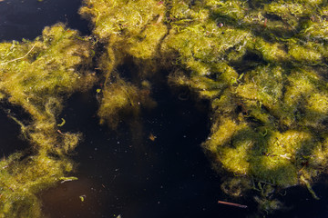 Green algae in the water surface
