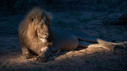 Männlicher Afrikanischer Löwe © Michael
