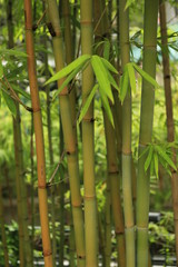Fototapeta na wymiar Bambou