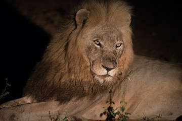 Männlicher Afrikanischer Löwe