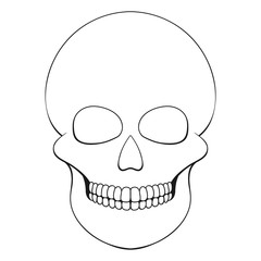 The human skull isolated on white background. Vector illustration