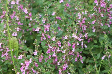 Pink flowers bloom in a meadow