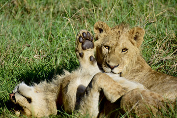 Lion 