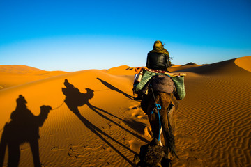 Tourist is riding a camel in caravan over the sand dunes in Sahara desert with strong camel shadow on a sand