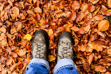 Walking in autumn. Autumn leaves everywhere.