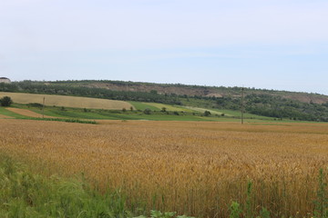  The grain ripens in the fields