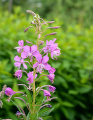 wild pink cypress flower (willow-tea) close-up on a green meadow background, medicinal plant, summer natural gentle landscape