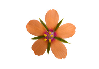 orange small flower isolated
