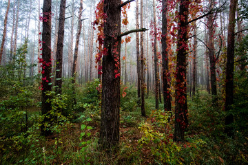 Foggy forest