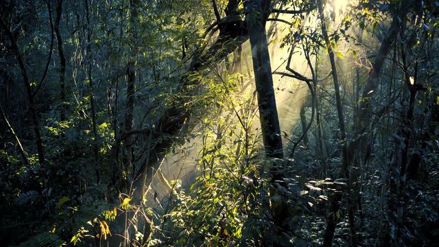 Beautiful cinematic sunbeams through jungle trees
