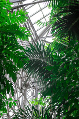 wet tropical forest