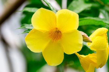 yellow exotic flower