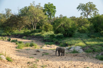 Naklejka na ściany i meble Junger Elefanten in einem ausgedrocknetem Flussbett in Afrika