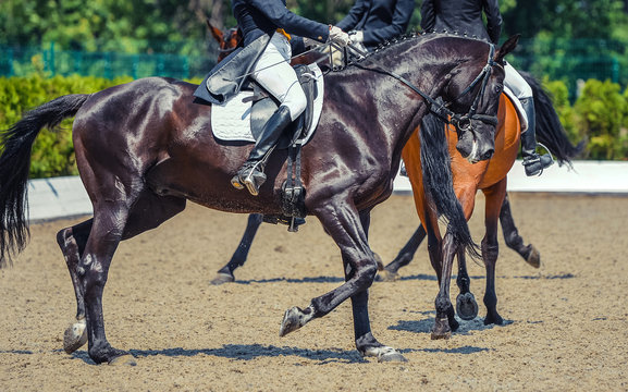 Black horse and rider. Dark horse portrait during equestrian sport competition. Advanced dressage test. Copy space for your text.