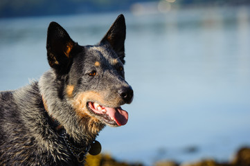 Australian Cattle Dog outdoor portrait by water
