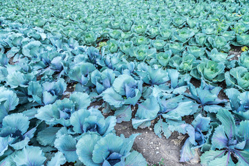 Acker mit reifem Kopfsalat, Landwirtschaft